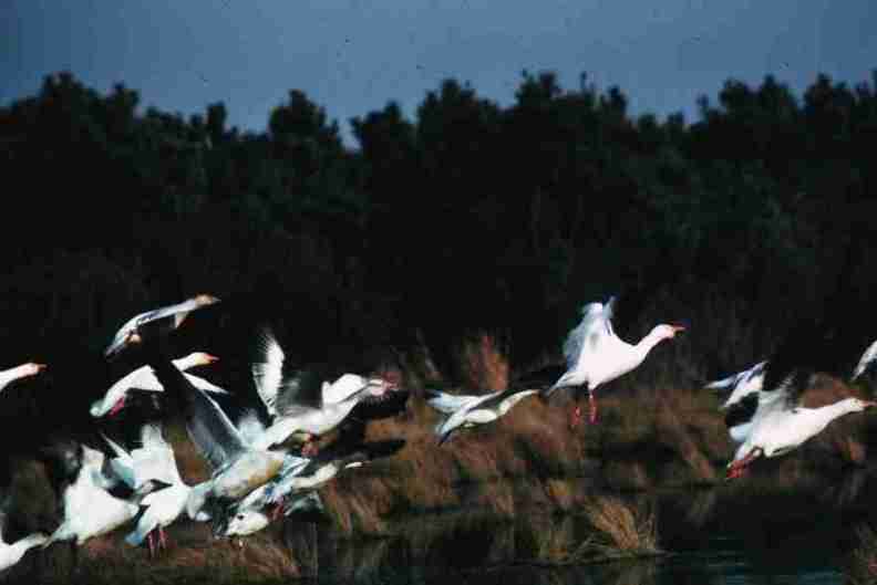 nps1070.jpg