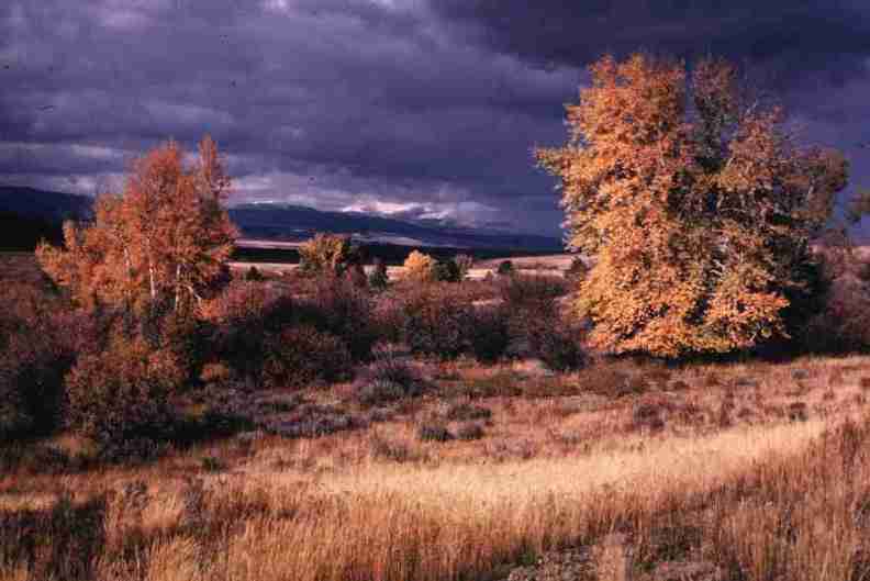 nps1169.jpg