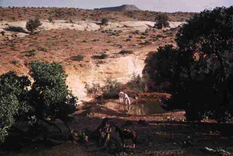 nps1190.jpg