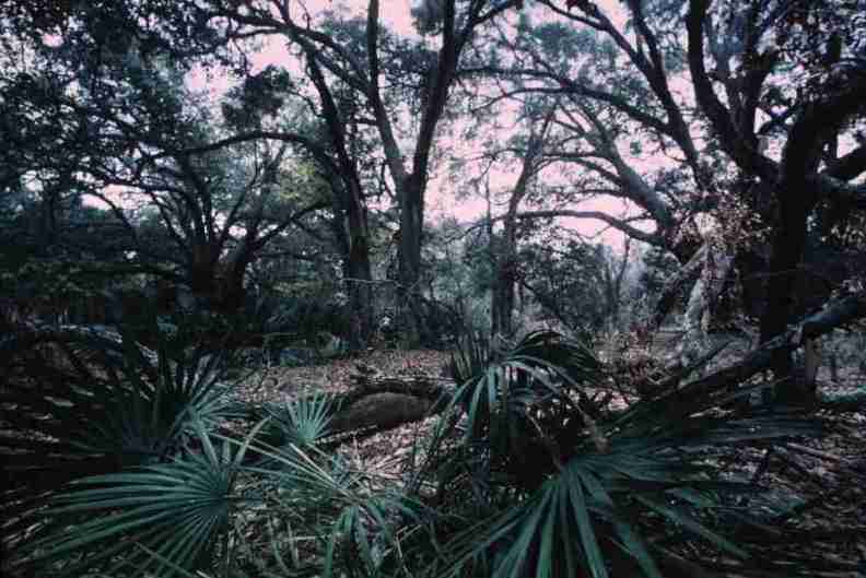 nps1239.jpg