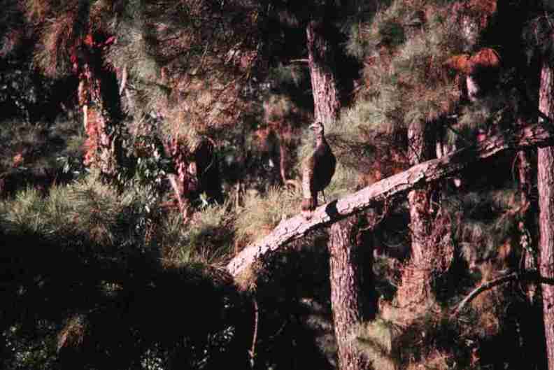nps1245.jpg