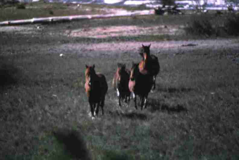 nps1251.jpg
