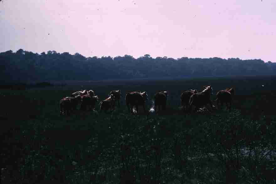 nps1255.jpg