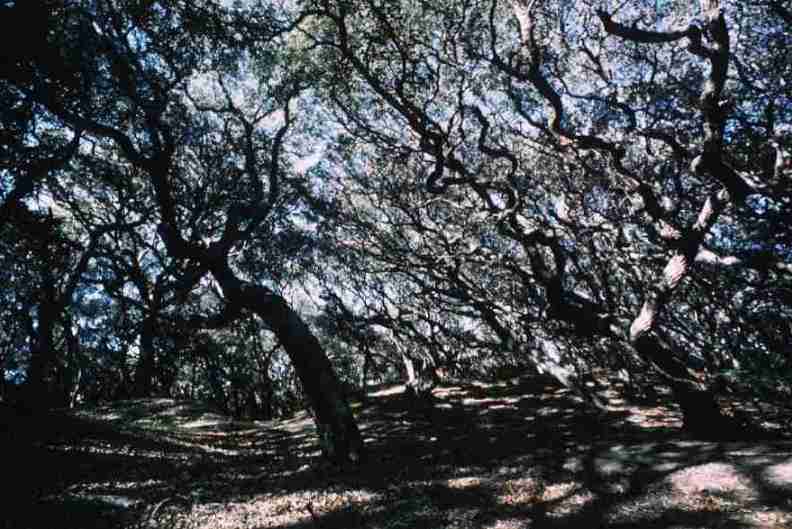 nps1269.jpg