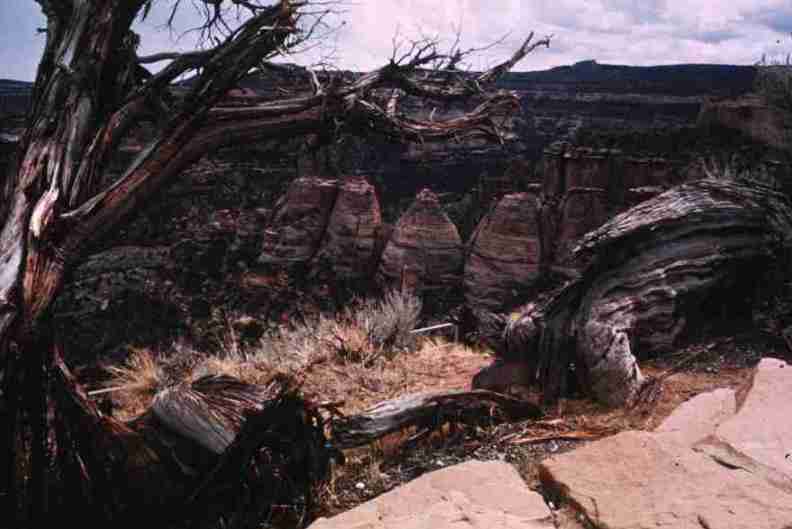 nps1275.jpg