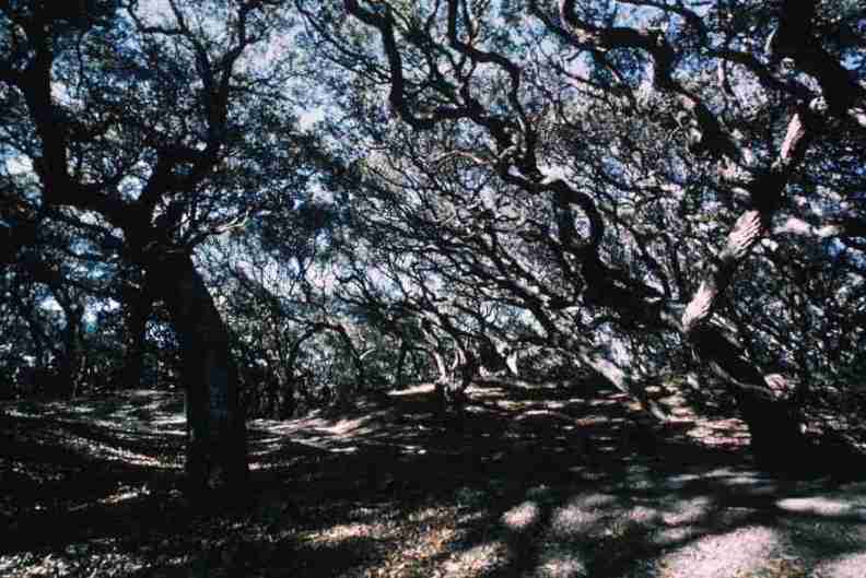 nps1276.jpg