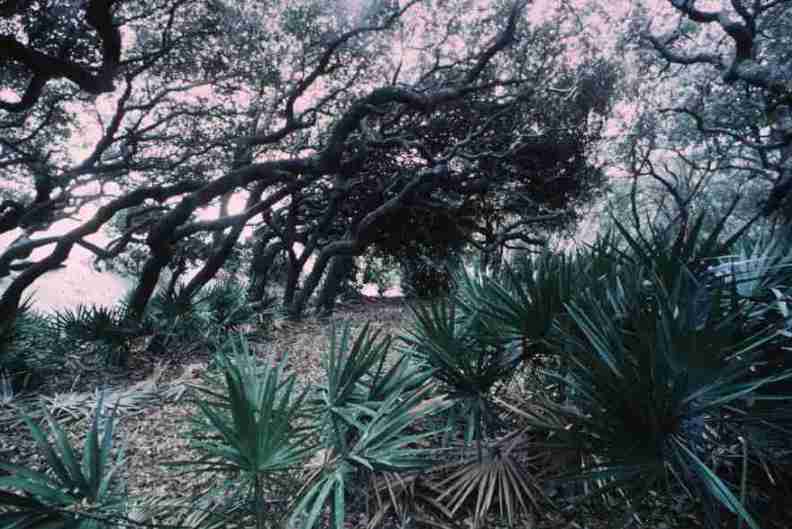 nps1278.jpg