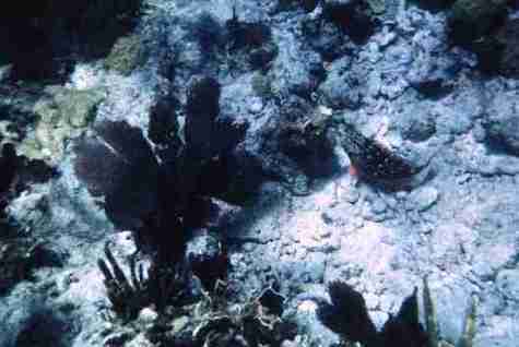 nps2091.jpg
