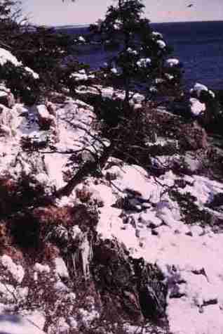 nps2229.jpg