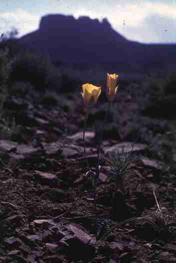 nps2245.jpg