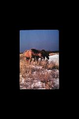 Assateague NS - Maryland 058.jpg