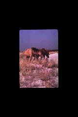 Assateague NS - Maryland 059.jpg