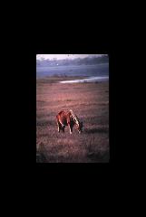 Assateague NS - Maryland 060.jpg