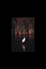 Assateague NS - Maryland 061.jpg