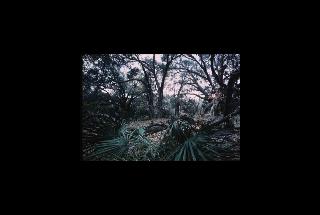 cumberland island NS - Georgia 076.jpg