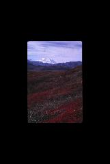 Denali NP - Mount McKinley - Alaska 256.jpg