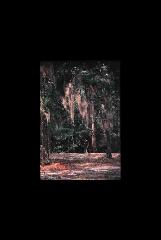 Moores Creek NMP - North Carolina 247.jpg