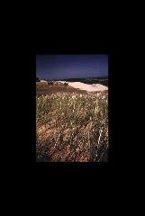 Sleeping Bear Dunes NL - Michigan 328.jpg