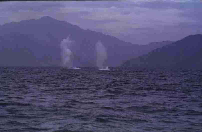 rfmv3236.jpg